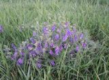 Vicia villosa