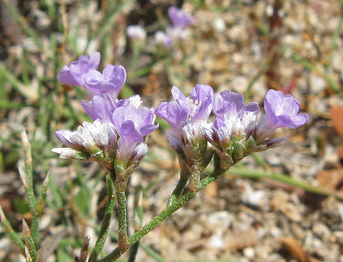 Image of Limonium caspium specimen.