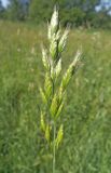 Bromus hordeaceus