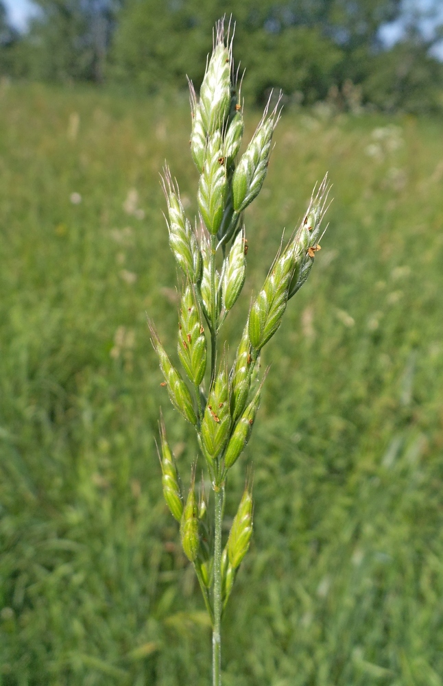 Image of Bromus hordeaceus specimen.