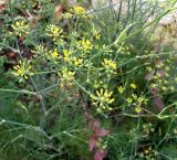 Foeniculum vulgare