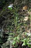 Campanula rotundifolia