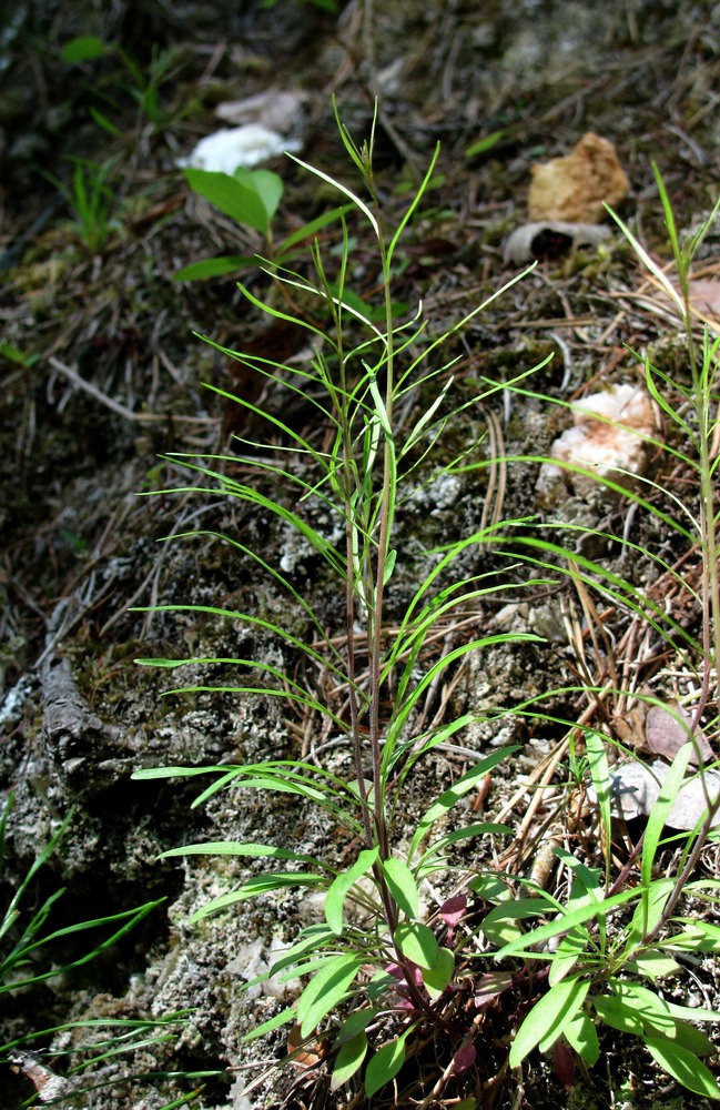 Image of Campanula rotundifolia specimen.