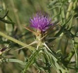 Centaurea calcitrapa