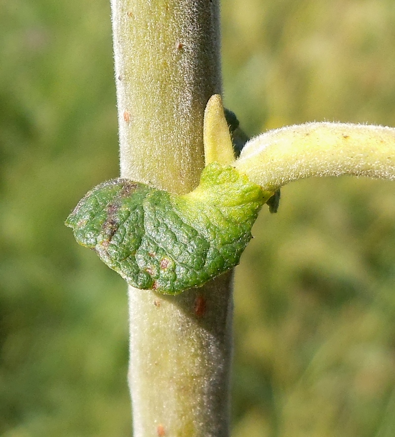 Изображение особи Salix cinerea.