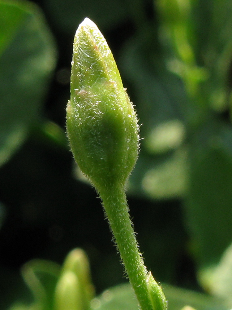 Image of Convolvulus arvensis specimen.