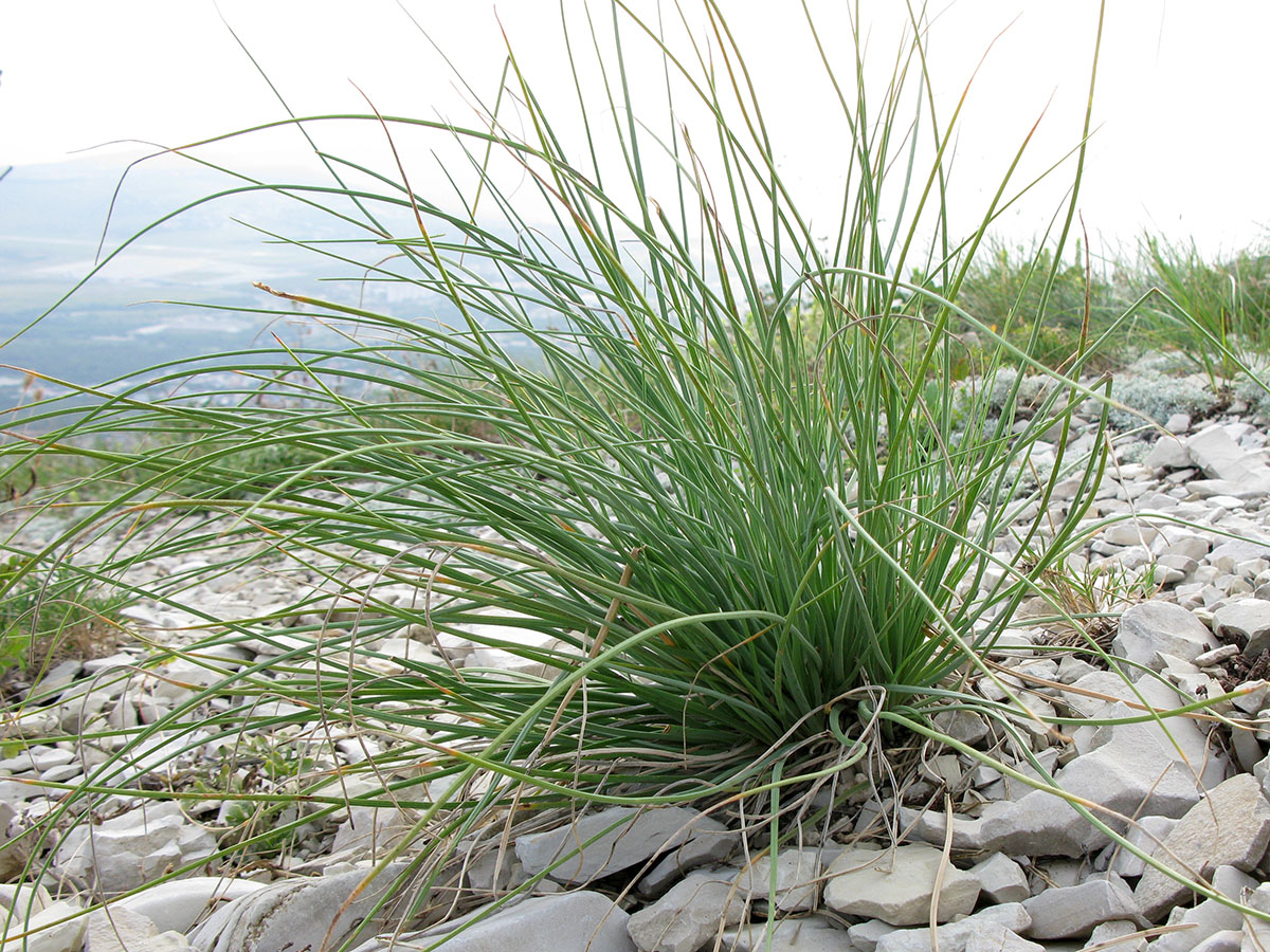 Изображение особи род Asphodeline.