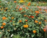 Tithonia rotundifolia