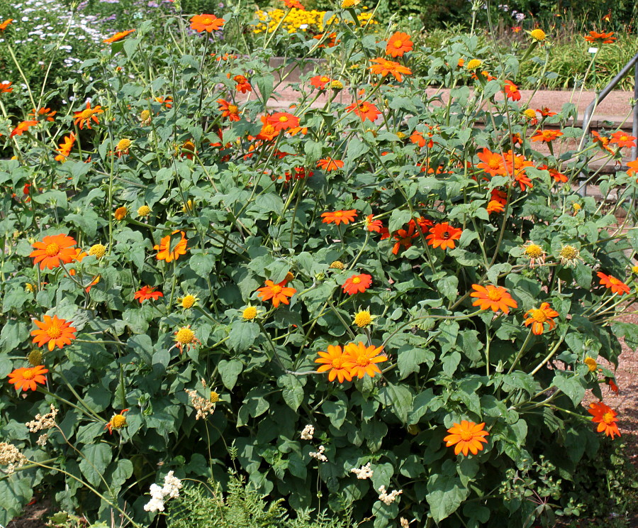 Изображение особи Tithonia rotundifolia.