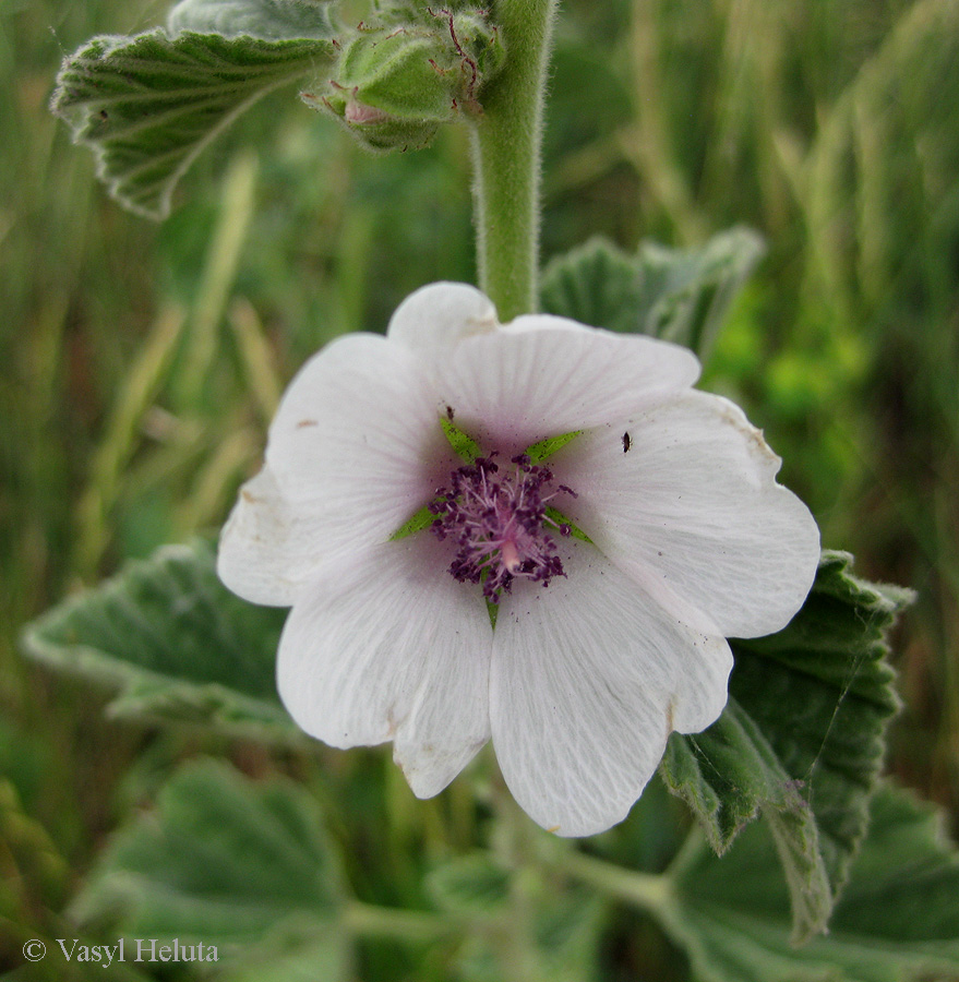 Image of Althaea officinalis specimen.