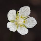 Parnassia palustris