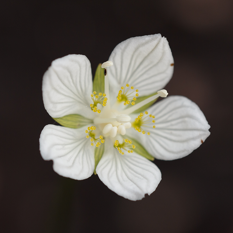 Изображение особи Parnassia palustris.