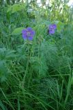 Geranium pratense