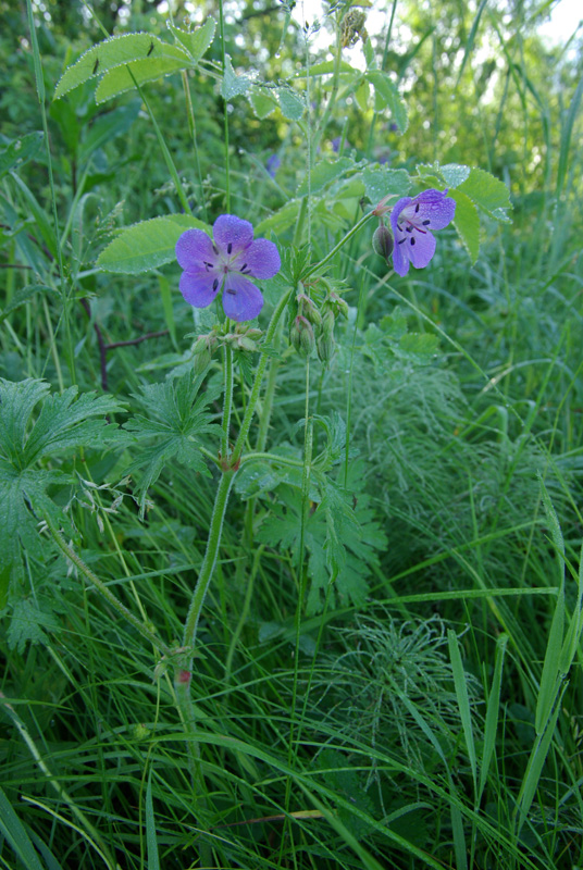 Image of Geranium pratense specimen.