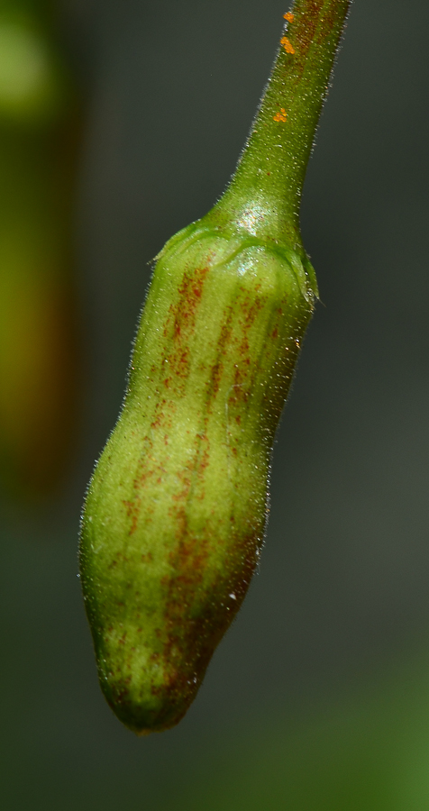 Image of Hibiscus schizopetalus specimen.