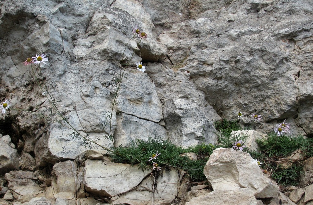 Image of Chrysanthemum zawadskii specimen.