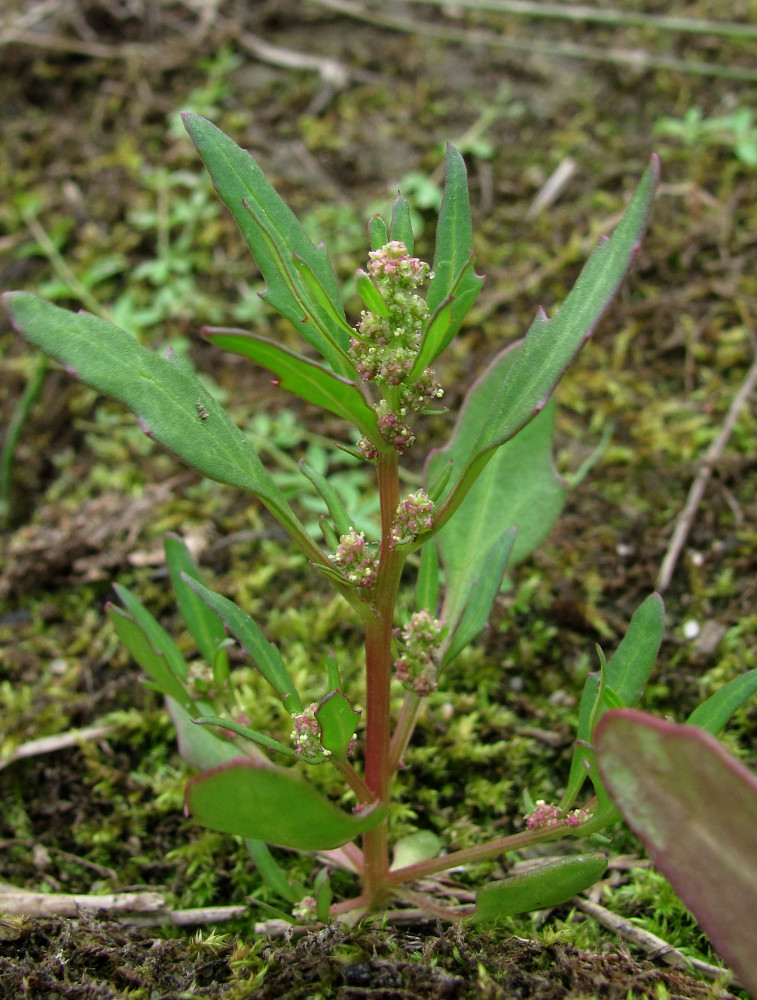 Image of Oxybasis rubra specimen.