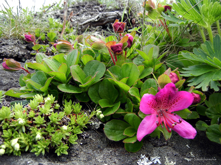 Image of Rhododendron camtschaticum specimen.