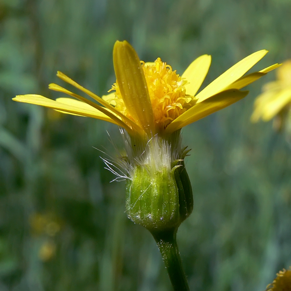 Изображение особи Tephroseris integrifolia.