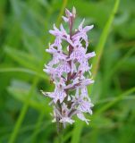 Dactylorhiza fuchsii. Соцветие. Иркутская обл., окр. залива Иркутского вдхр., опушка леса. 02.07.2009.