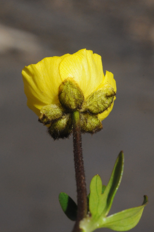 Изображение особи Ranunculus transiliensis.
