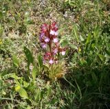 Anacamptis papilionacea