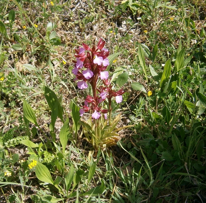 Изображение особи Anacamptis papilionacea.