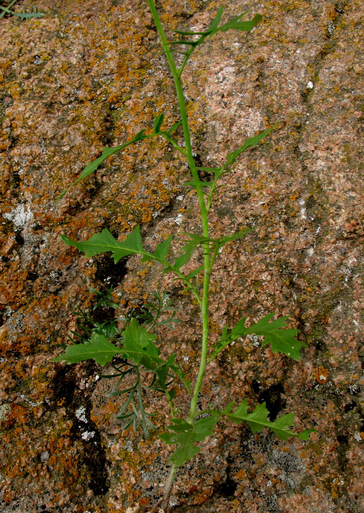 Image of Sisymbrium heteromallum specimen.