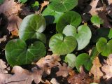 Asarum europaeum