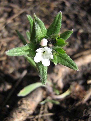 Изображение особи Buglossoides arvensis.