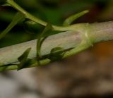 Valeriana dioscoridis