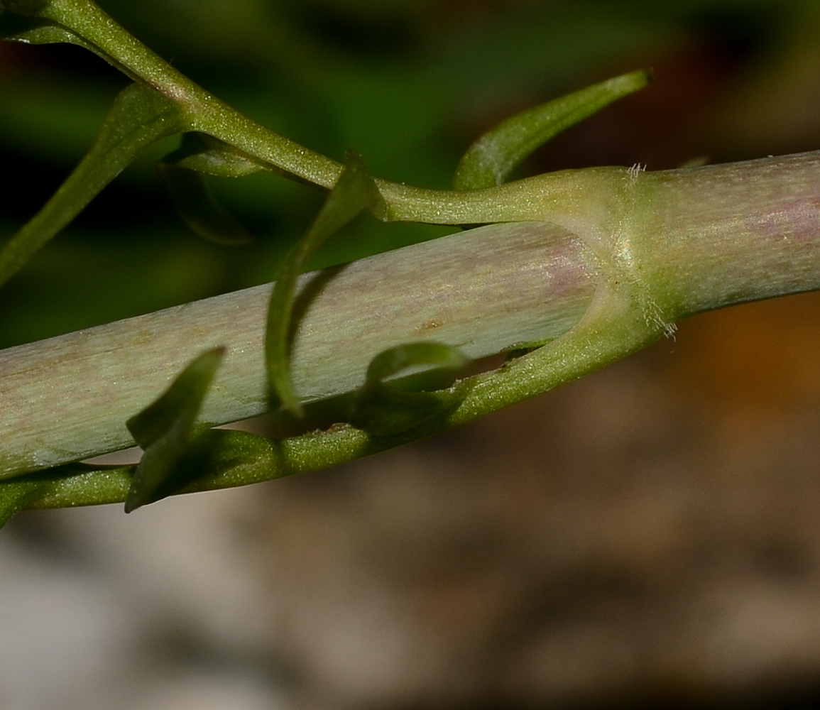 Image of Valeriana dioscoridis specimen.