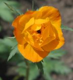 Trollius altaicus