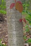 Cercidiphyllum japonicum. Часть ствола молодого растения. Владивосток, Ботанический сад-институт ДВО РАН. 9 мая 2014 г.