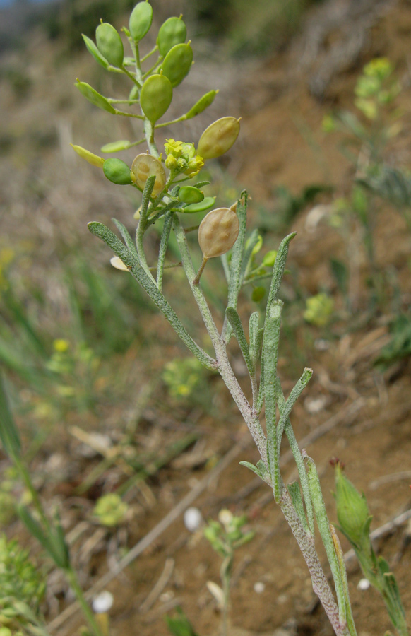Image of Meniocus linifolius specimen.