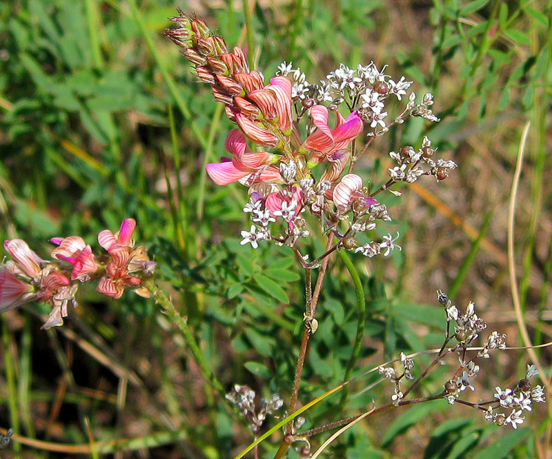 Изображение особи Onobrychis arenaria.