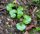 Asarum intermedium. Цветущее растение (вид сверху). Краснодарский край, Апшеронский р-н, окр. пос. Мезмай, Курджипское ущелье. 29.04.2014.