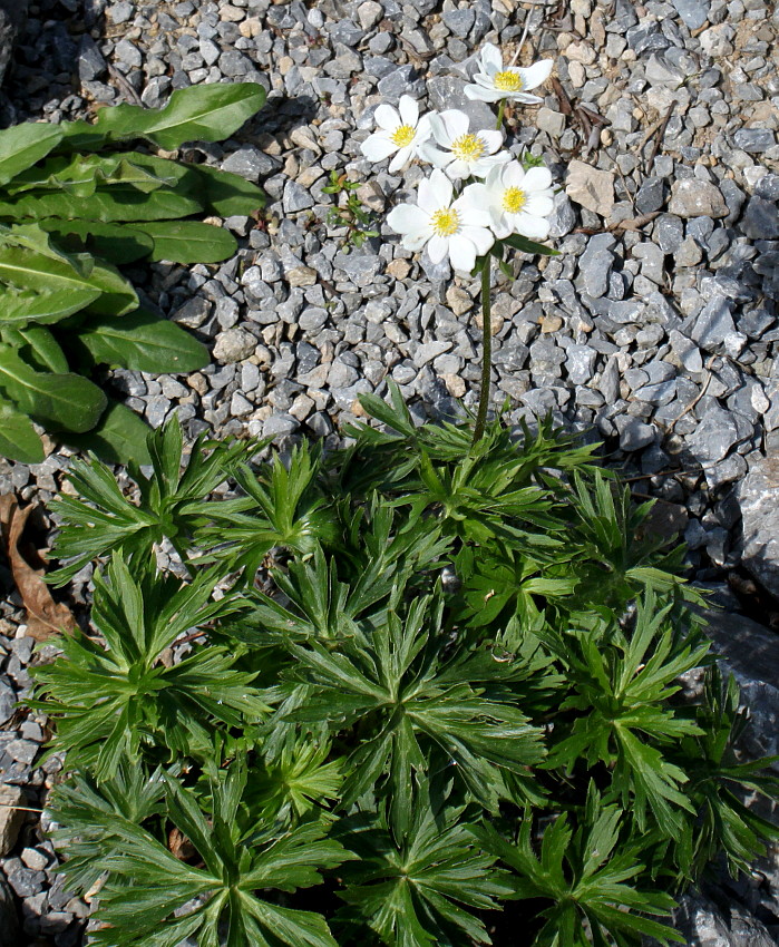 Image of genus Anemonastrum specimen.