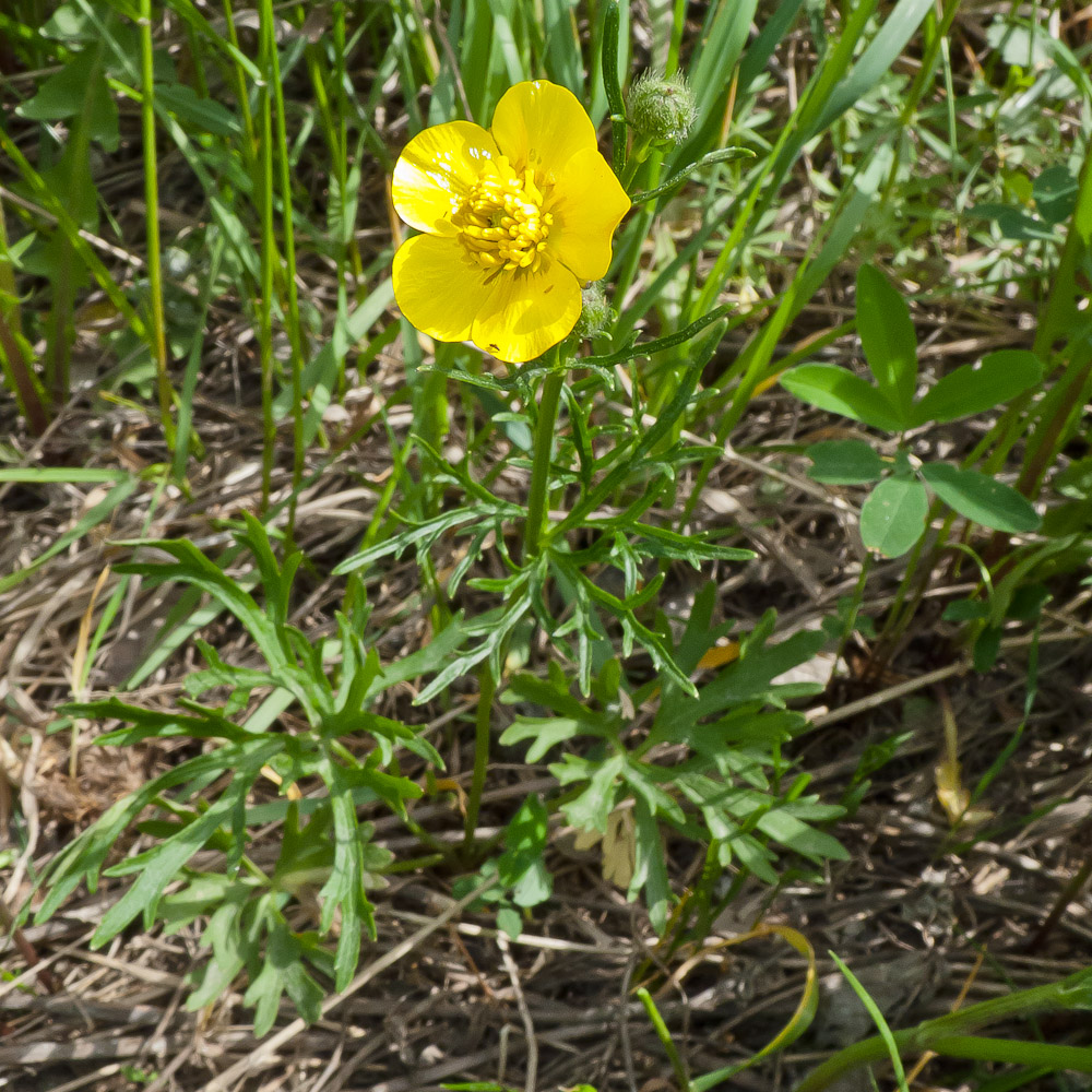 Изображение особи род Ranunculus.