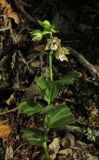 Epipactis helleborine. Цветущее растение. Крым, Карадагский заповедник, гора Сюрю-Кая, дубовый лес. 25 июня 2014 г.