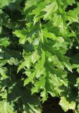Acanthus mollis