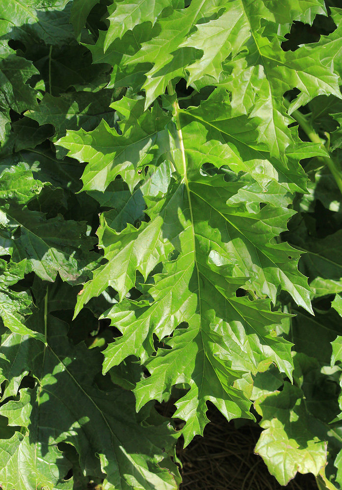 Image of Acanthus mollis specimen.