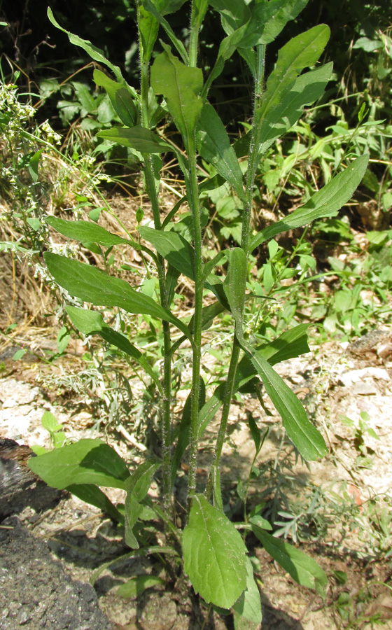 Image of Erigeron annuus specimen.