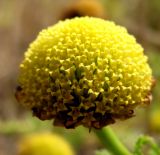 Anthemis dumetorum