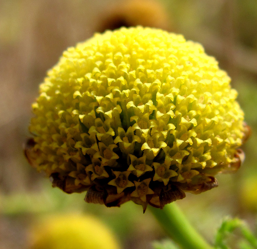 Image of Anthemis dumetorum specimen.