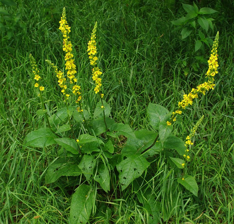 Image of Verbascum nigrum specimen.