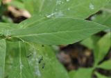 Prenanthes purpurea