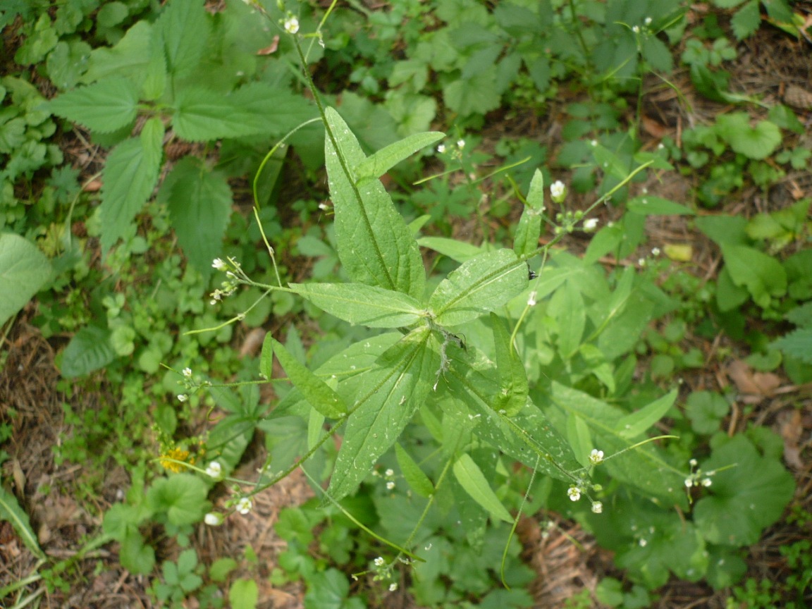 Image of Arabis pendula specimen.