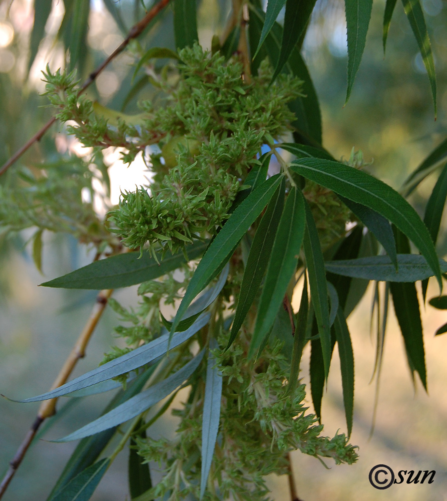 Image of genus Salix specimen.