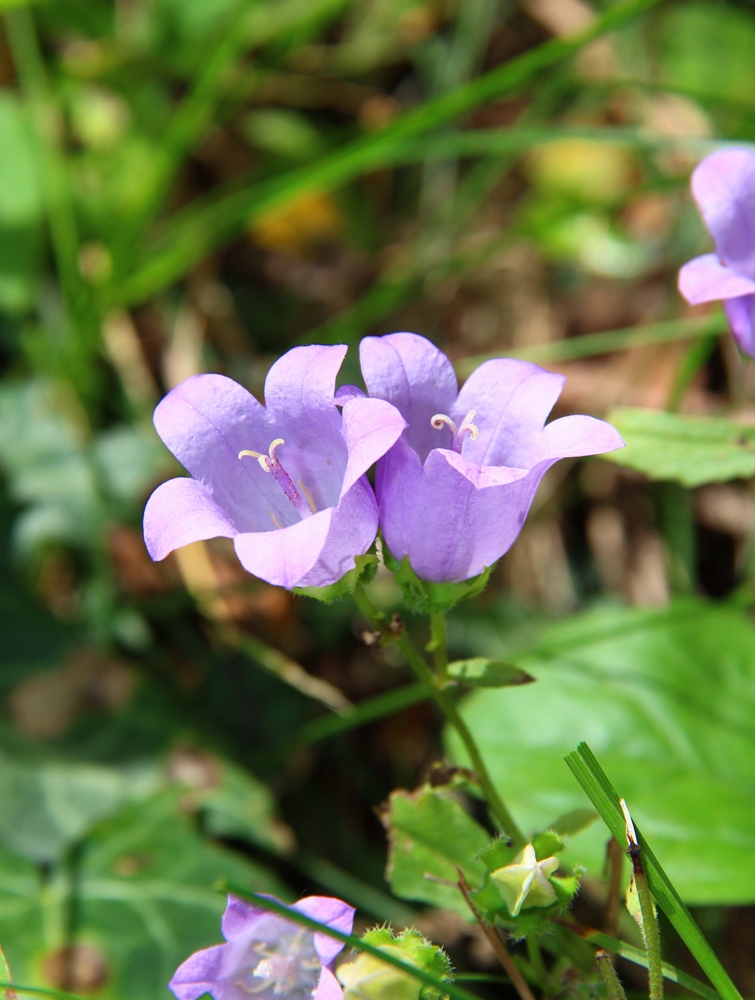 Изображение особи Campanula longistyla.